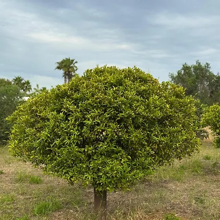 Orizzonte Casa de Férias